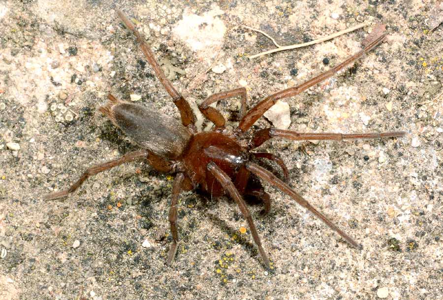 Gnaphosidae: Drassodes sp.   -  Toano (RE)